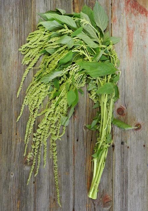 HANGING AMARANTHUS GREEN